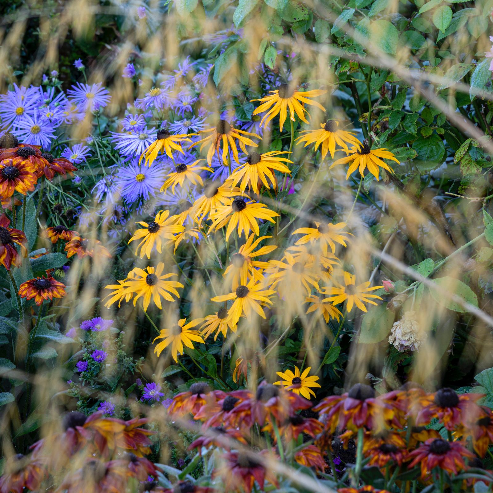 Why rudbeckias are the quintessential autumn flower and how to grow them