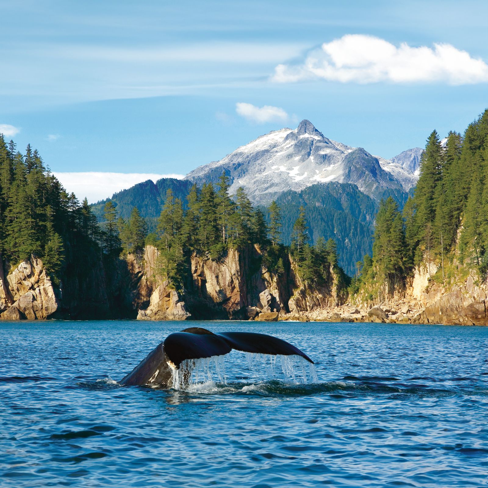 A wild Alaskan cruise which offers spectacular encounters with nature