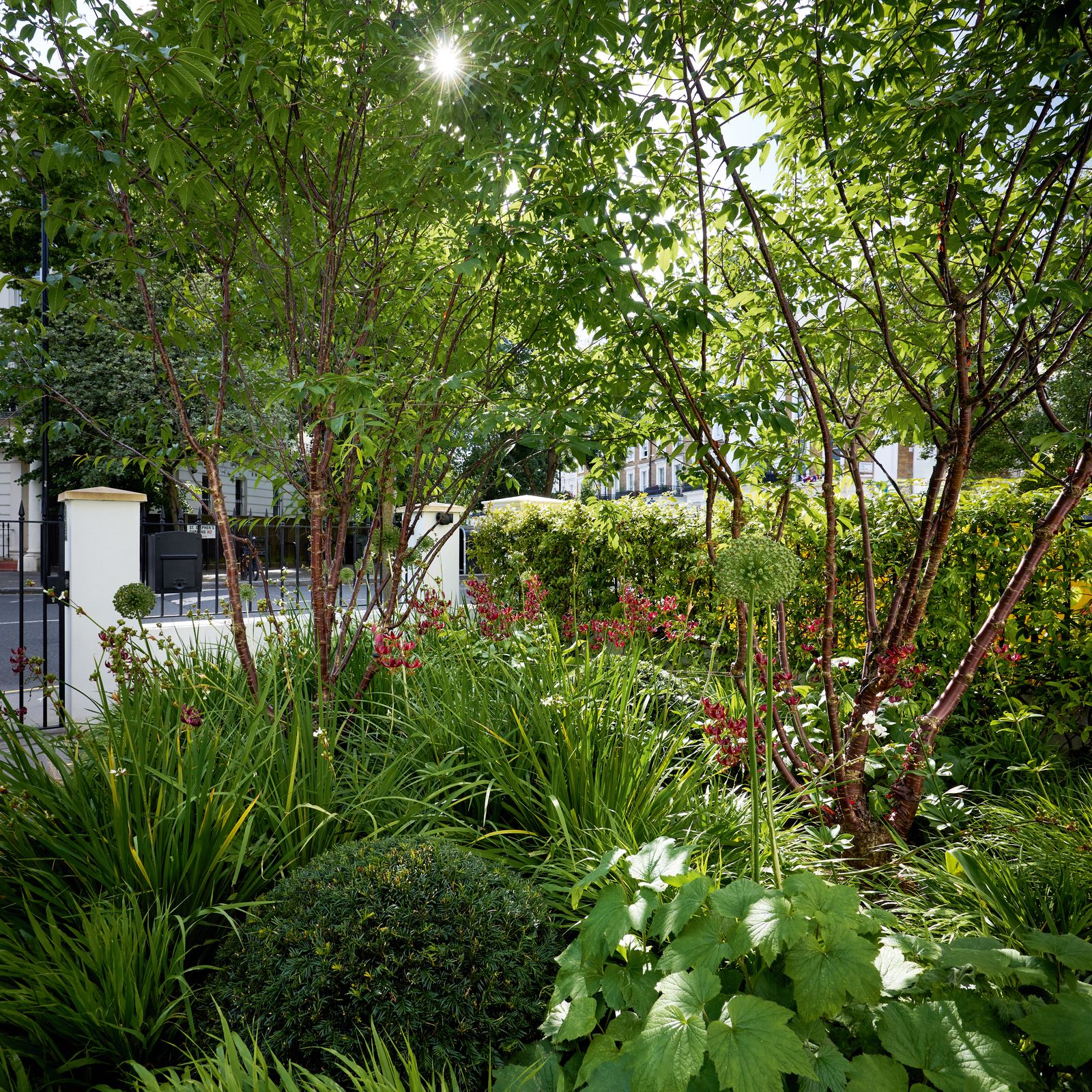 A small west London garden with a clever planting palette